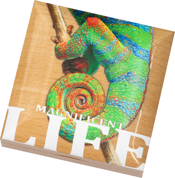 2020 Cook Islands Magnificent Life Chameleon 1 oz Silver Coin - Image 5