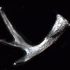 2022 GR Reserve Custom Buck Shed Antler 3oz Silver 3D Shaped - Image 4