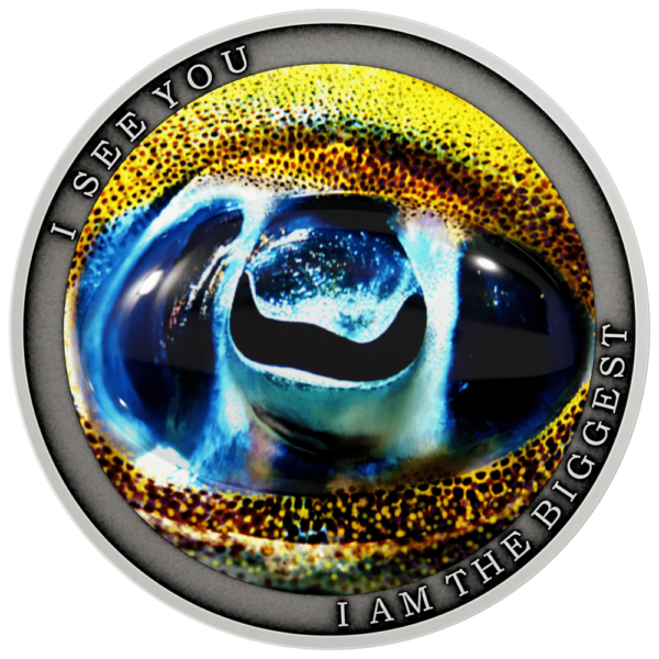 2022 Niue Wild Africa Bigfin Reef Squid .5oz Silver Coin