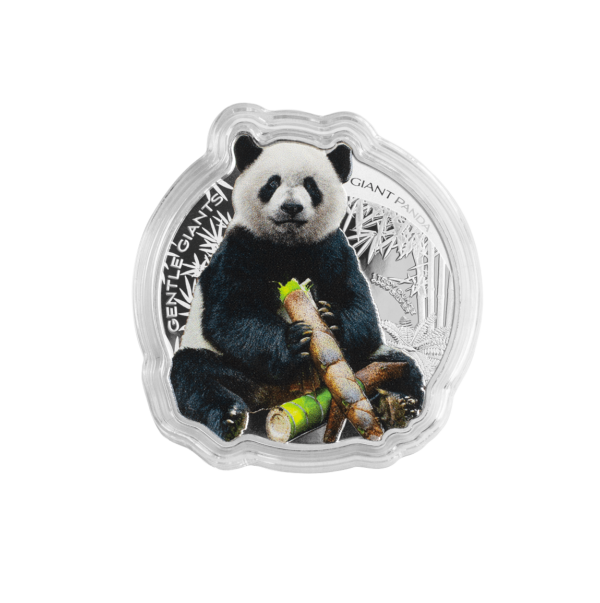 2022 Solomon Islands Gentle Giants - Giant Panda 1oz Silver Colorized Coin - Image 3