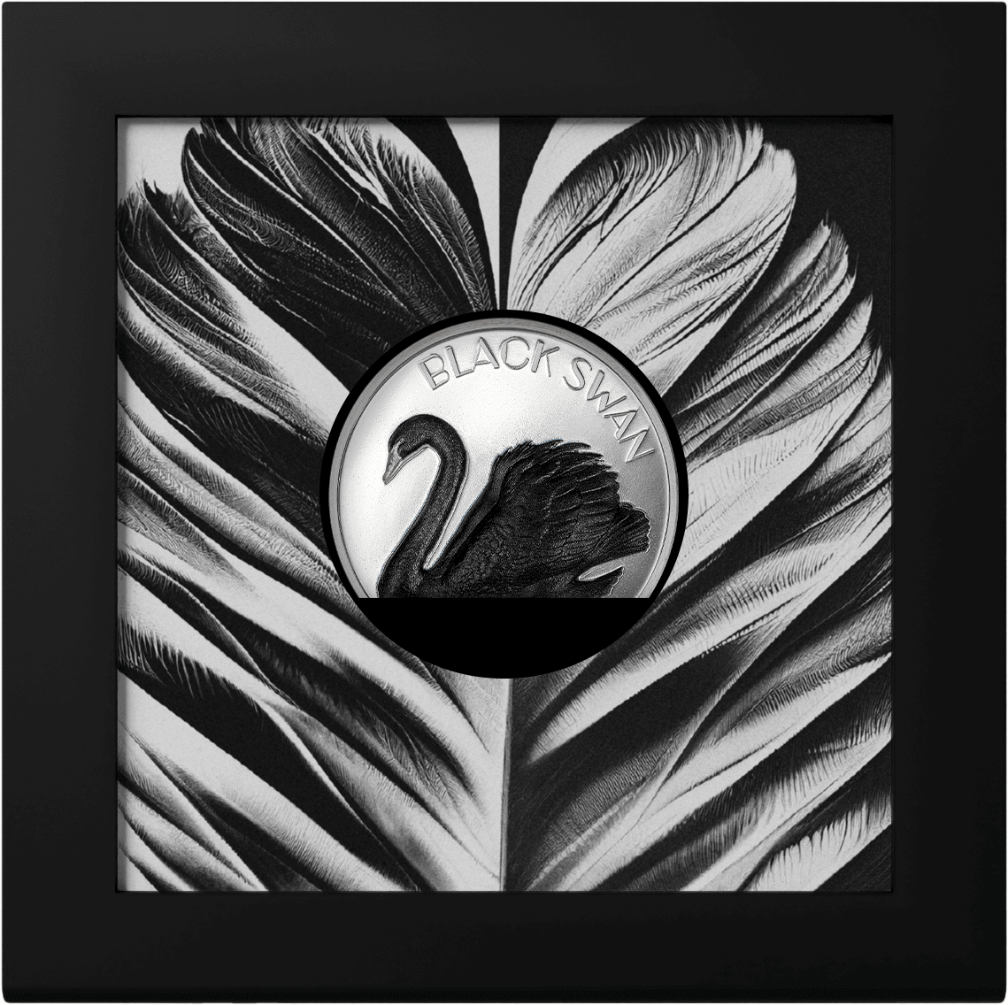 Black Swan coin surrounded by black and white feather artwork, mounted in a black display frame, emphasizing elegant design and collectible status.