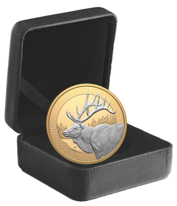 2025 Canada Animal Portraits Elk 1 oz Silver Gilded Proof Coin - Image 5