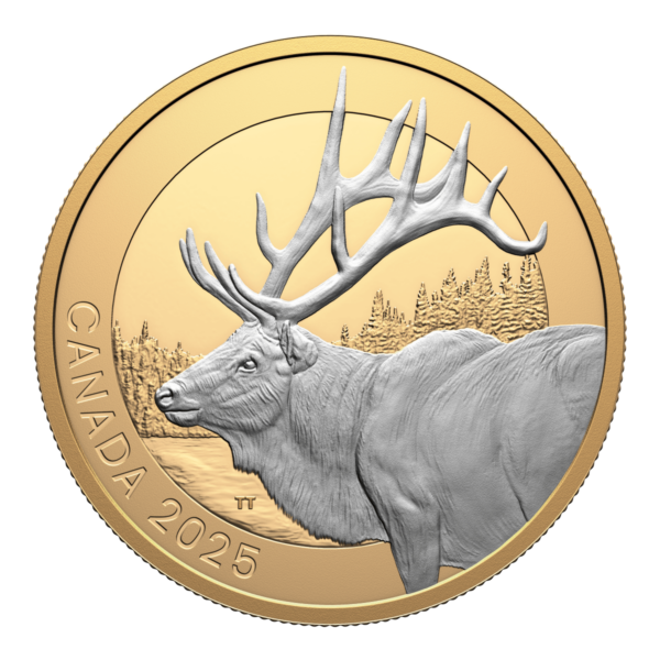 Front of the 2025 Canada Animal Portraits Elk 1 oz Silver Gilded Proof Coin featuring a close-up of a mature elk bull with antlers extending beyond the gold-plated border, set in a forested background.
