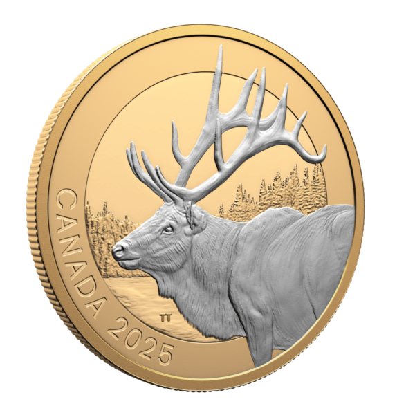 Side view of the 2025 Canada Animal Portraits Elk 1 oz Silver Gilded Proof Coin showing coin thickness, serrated edge, and selective gold-plated rim with proof finish.