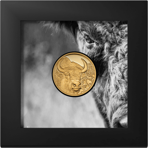 2025 Mongolia Wild Mongolia Bison 1/10 oz Gold High Relief Proof Coin - Image 6